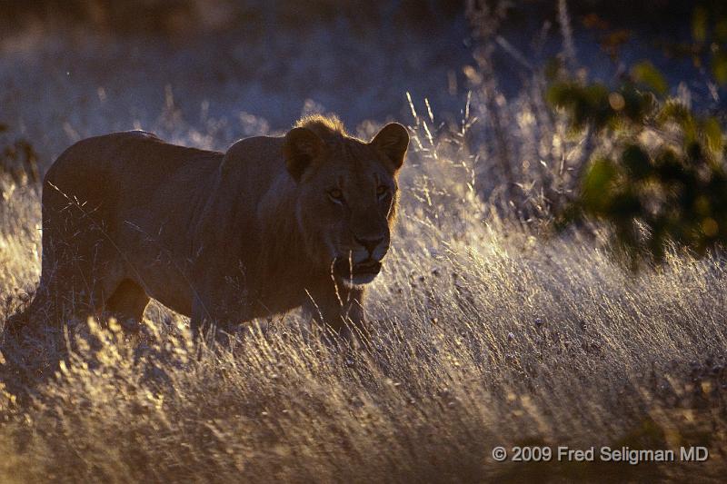 20090609_180718 D300 X1.jpg - A pride of Lions usually consists of 5-6 related females and offspring and 1 or 2 adult males